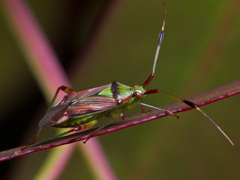 Pseudopantilius australis