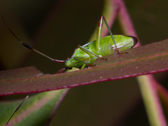 Pseudopantilius australis