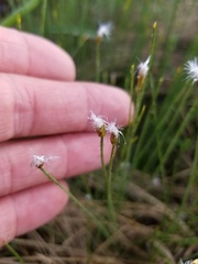 Trichophorum alpinum