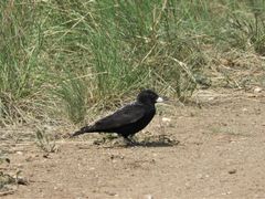 Melanocorypha yeltoniensis
