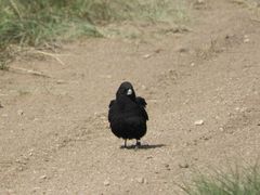 Melanocorypha yeltoniensis