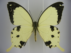 Papilio dardanus dardanus