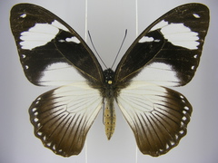 Papilio dardanus dardanus