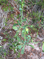 Polygonella macrophylla