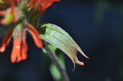 Castilleja hispida