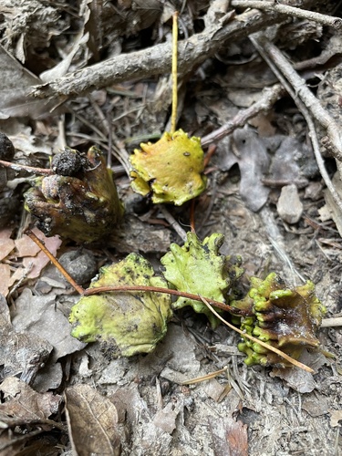 Knopper Gall Wasp photo 2