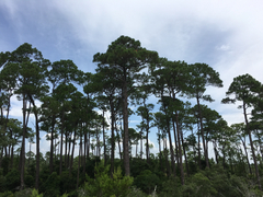 Pinus elliottii elliottii