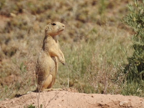 Gunnison's Prairie Dog