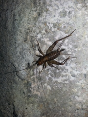 Petaloptila andreinii