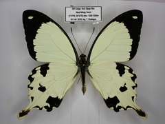 Papilio dardanus dardanus