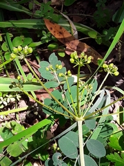 Lomatium californicum