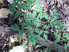 Lomatium californicum