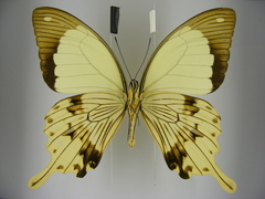 Papilio dardanus dardanus