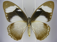 Papilio dardanus dardanus