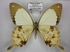 Papilio dardanus dardanus