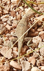 Uta stansburiana uniformis