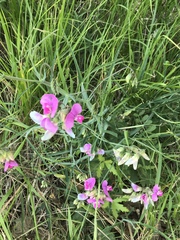 Lathyrus