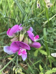 Lathyrus