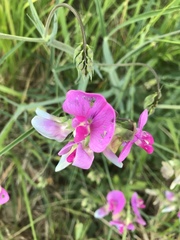 Lathyrus