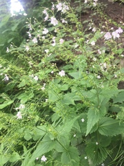 Veronica urticifolia