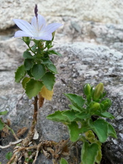 Campanula isophylla
