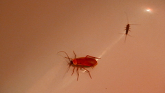 Shelfordella lateralis