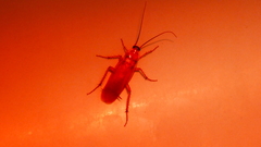 Shelfordella lateralis