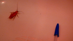 Shelfordella lateralis