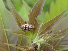 Phola octodecimguttata