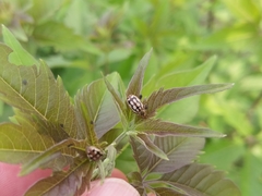 Phola octodecimguttata