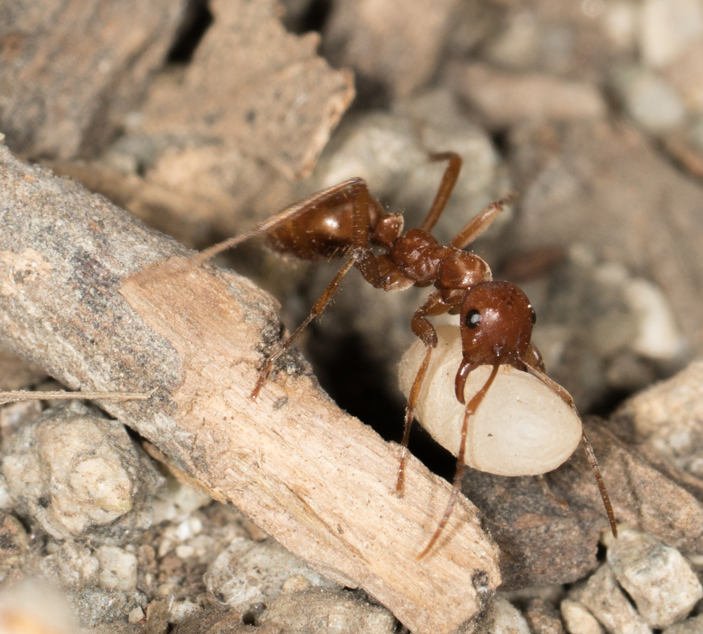 Wine-red Amazon Ant