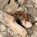Wine-red Amazon Ant - Photo no rights reserved, uploaded by Jesse Rorabaugh