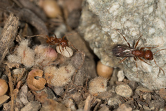 Polyergus vinosus