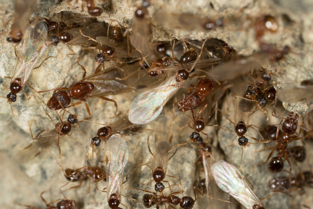 Western Collared Ant