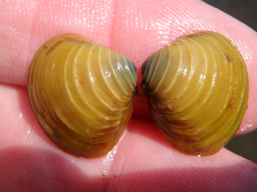 Asian Clam, photo 6 of 10