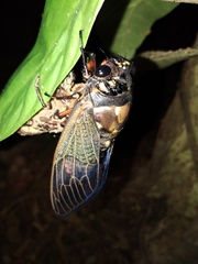 Cryptotympana holsti