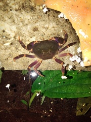 Geothelphusa miyazakii