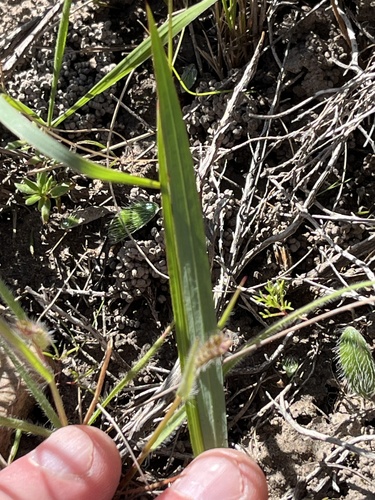 Image of Ixia stricta by (c) Dave U, some rights reserved (CC BY-SA)