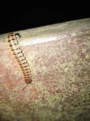 Chamberlinius hualienensis