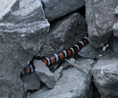 Lampropeltis multifasciata