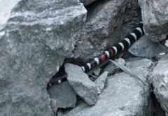 Lampropeltis multifasciata