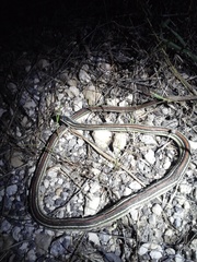Thamnophis proximus rubrilineatus