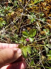 Rubus arcticus acaulis