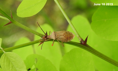 Homoeocerus dilatatus