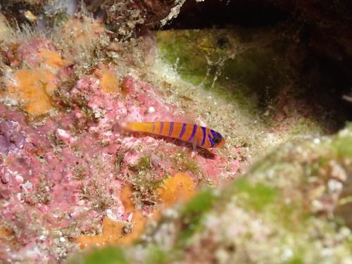 Cobalt goby (Lythrypnus cobalus) — Gobiidae — 3