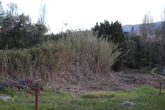 Arundo donax versicolor