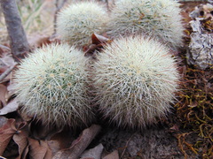 Mammillaria densispina