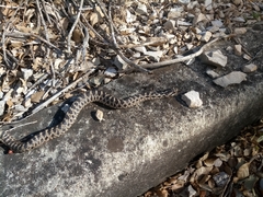 Elaphe quatuorlineata