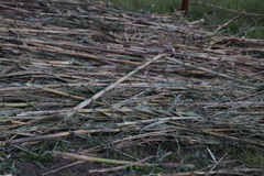 Arundo donax versicolor