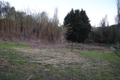 Arundo donax versicolor